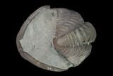 Long, Partially Enrolled Flexicalymene Trilobite - Mt Orab, Ohio #137494-2